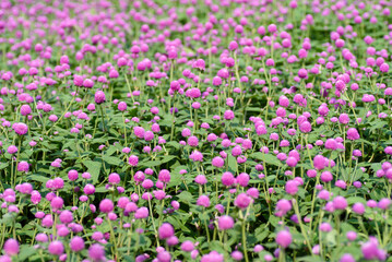 Close up of beautiful pink flower blooming in garden in spring nature background