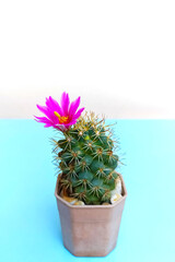 Cactus plants on white cement wall background.