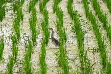 The Javan pond heron, Ardeola speciosa is a wading bird of the heron family, found in the middle of the rice field in Bali, Indonesia.