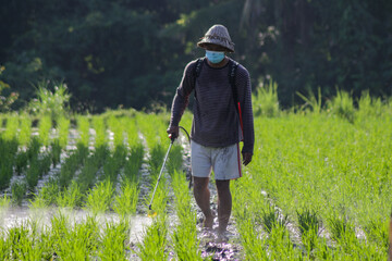 A young Balinese farmer with mask spraying pesticide to the rice plants in the field. A young...
