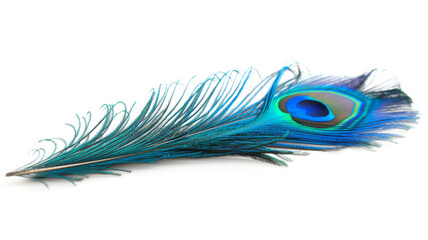 Vibrant peacock feather showcasing a brilliant eye spot against a white background.