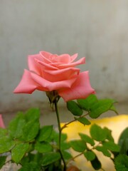 A pink rose blooming in the garden, with a background of a white wall, green leaves and a yellow flower pot