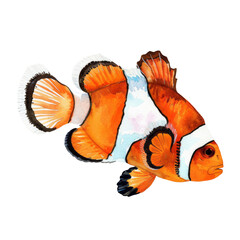 Clownfish, also known as anemonefish, are small, brightly colored fish that inhabit coral reefs in the warmer waters of the Pacific and Indian Oceans.