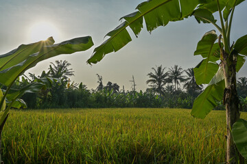 Green rice field in early morning view with banana trees frame foreground