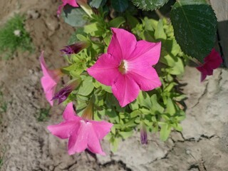 Obraz na płótnie Canvas bright pink morning glory growing in the dirt with green leaves and purple flowers