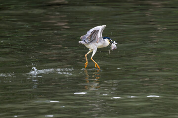 night heron hunting for fish by the shore of suzhou river in Shanghai