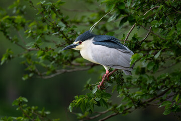 night heron hunting for fish by the shore of suzhou river in Shanghai