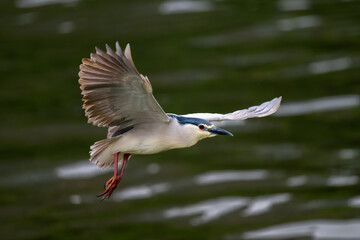 night heron hunting for fish by the shore of suzhou river in Shanghai