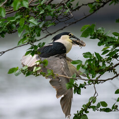 night heron hunting for fish by the shore of suzhou river in Shanghai