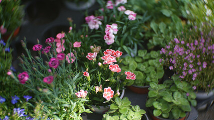 Carnations and various flowers planted in pots in front of a flower shop