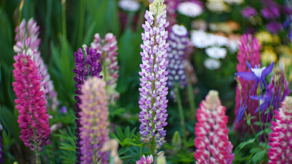 Colorful lupinus flower in the spring garden