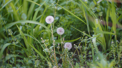 Dandelion seeds outdoors in spring