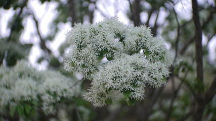 Fringe tree white flowers in the spring