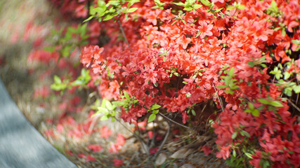 Red azalea flowers in public park