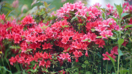 red Rhododendron indicum flowers on the garden