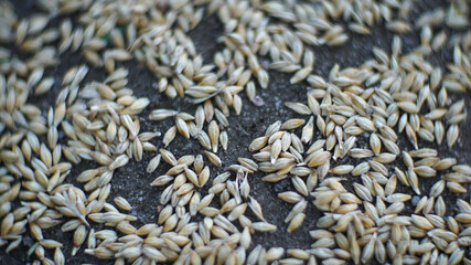 Rice seeds scattered on the floor