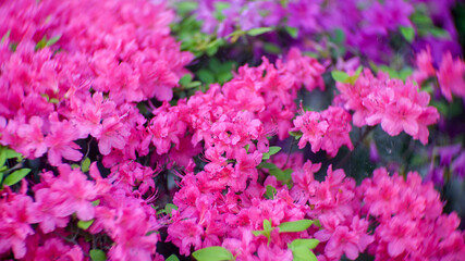 Royal Azalea flowers on the spring garden