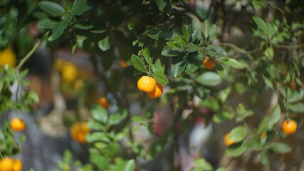 Small fruits on a tangerine tree