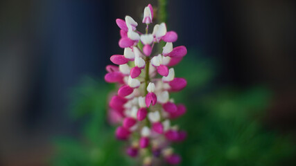 Soft focus macro photography of natural Lupine flower