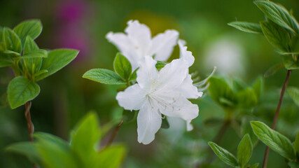 Soft focus macro photography of white azalea flower
