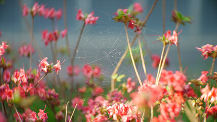 Spider web between pink flowers in spring