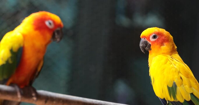 yellow and green parrot ,sun conure