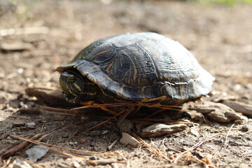 Red-eared Slider
