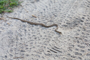 Snake crossing