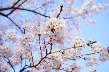 Beautiful Cherry Blossom or Sakura in Spring over Blue Sky, Japan, Copy space, Closeup - 日本 春 ピンク色の桜の花 青空の背景