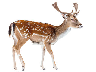 A Full Body Deer with a Transparent Background PNG