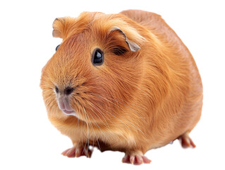 Fototapeta premium A Full Body Guinea Pig with a Transparent Background PNG