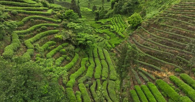 Aerial view of fresh green tea terrace farm on the hill at Sichuan China  tea plantation after rain mountain landscape 4k footage