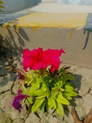A red petunia growing on the edge of an outdoor swimming pool, its petals glisten in bright pink against sunlight reflecting off the water
