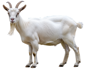 A Full Body Goat with a Transparent Background PNG