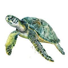 Fototapeta premium turtle isolated on white