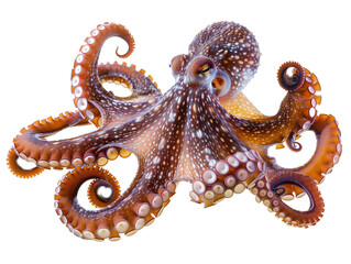 Fototapeta premium A Full Body Octopus with a Transparent Background PNG