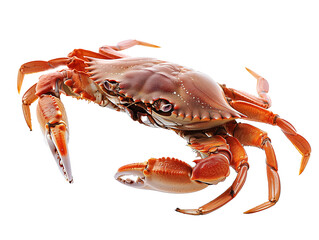A Full Body Crab with a Transparent Background PNG