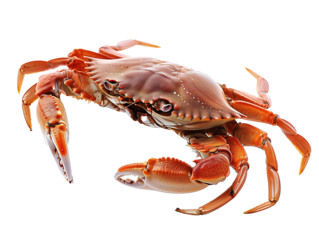A Full Body Crab with a Transparent Background PNG