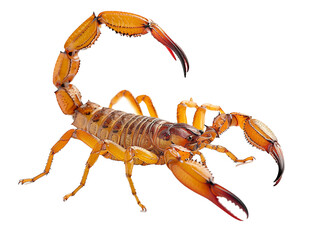 A Full Body Scorpion with a Transparent Background PNG