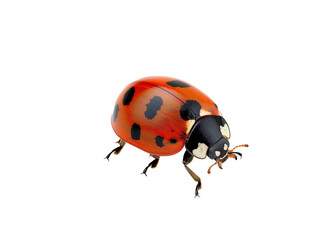 A Full Body Ladybug with a Transparent Background PNG