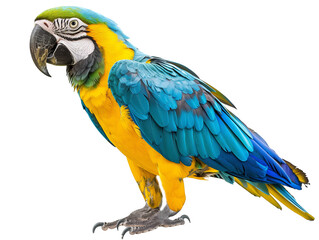 A Full Body Macaw with a Transparent Background PNG