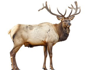 A Full Body Elk with a Transparent Background PNG