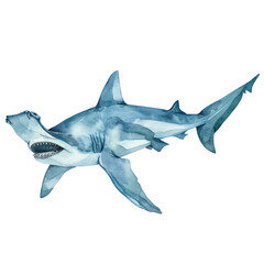 shark isolated on white