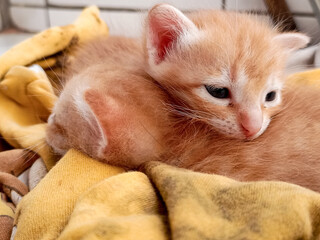 A couple of happy kittens sleep together in a cozy blanket. Kittens loving each other. Charming feline look