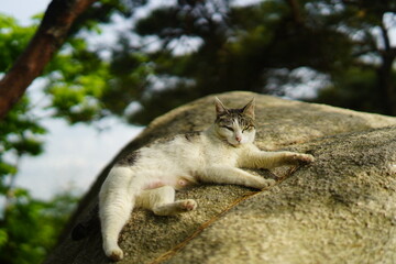 북한산 영봉 고양이