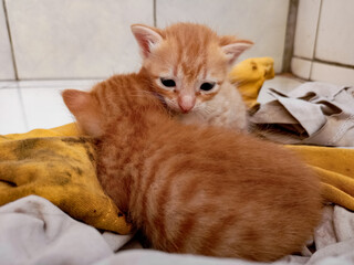 A couple of happy kittens sleep together in a cozy blanket. Kittens loving each other. Charming feline look