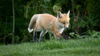A baby Red Fox on the grass