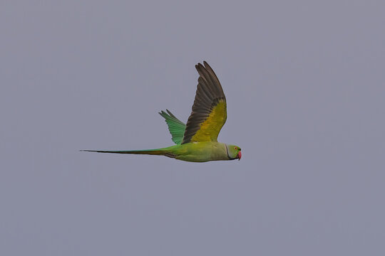 Rose-ringed parakeet
