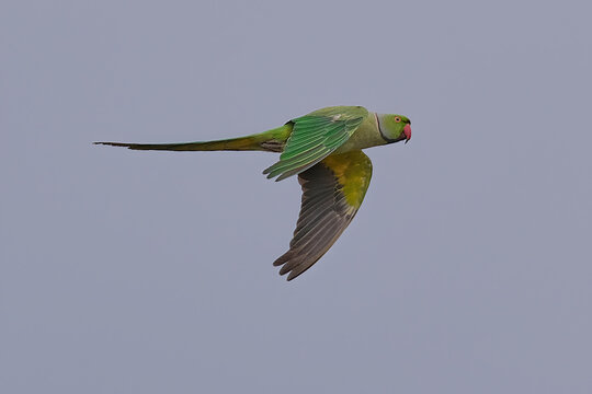 Rose-ringed parakeet