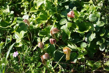 Larus or Arisarum vulgare wild plants in Attica, Greece